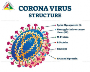 CORONA VIRUS INFECTIOUS DISEASE(COVID-19)